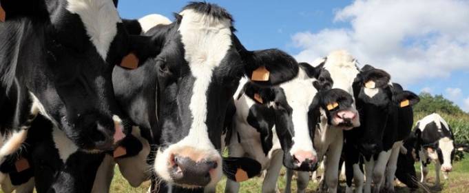 На тваринництво припадає 57% викидів парникових газів від виробництва продуктів На тваринництво припадає 57% викидів парникових газів від виробництва продуктів