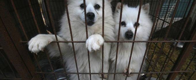 У Південній Кореї запропонували заборонити вживання собачого м'яса У Південній Кореї запропонували заборонити вживання собачого м'яса