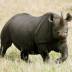 Кількість носорогів у Ботсвані скоротилася до 400 через посилення браконьєрства