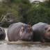 70 бегемотов путешествуют в Мексику и Индию, поскольку рост популяции угрожает экосистеме Колумбии