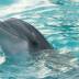 Дельфіни врятували людину, на яку напала акула в Єгипті