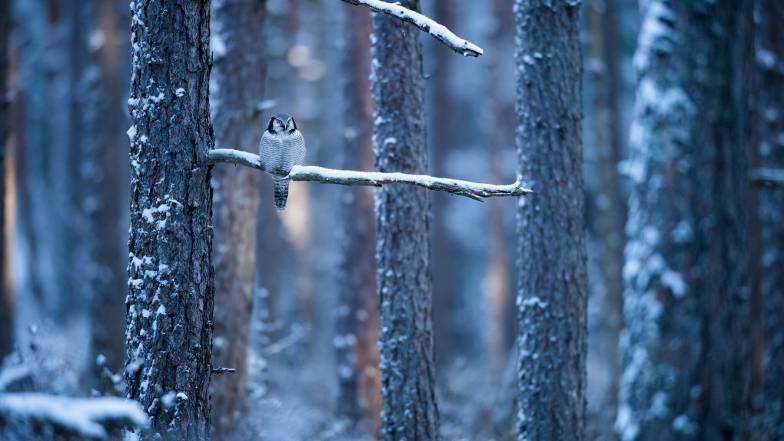 Погода в Харкові на понеділок, 24 січня Погода в Харкові на понеділок, 24 січня