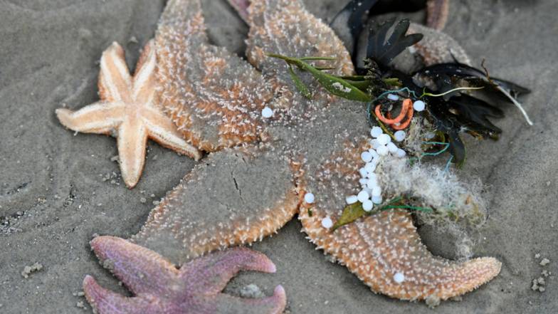Тысячи морских звезд выбросило на берег в Южной Каролине Тысячи морских звезд выбросило на берег в Южной Каролине