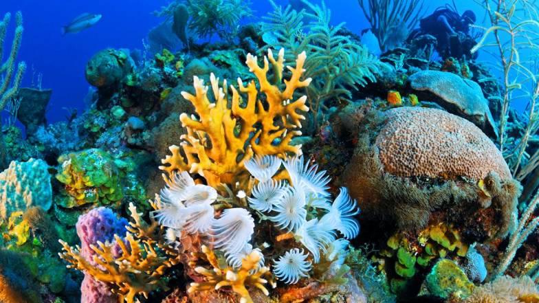 Является ли снижение скорости морского трафика ключом к устойчивости коралловых рифов? Является ли снижение скорости морского трафика ключом к устойчивости коралловых рифов?