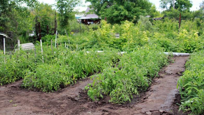 Погодні прикмети на 2 червня Погодні прикмети на 2 червня