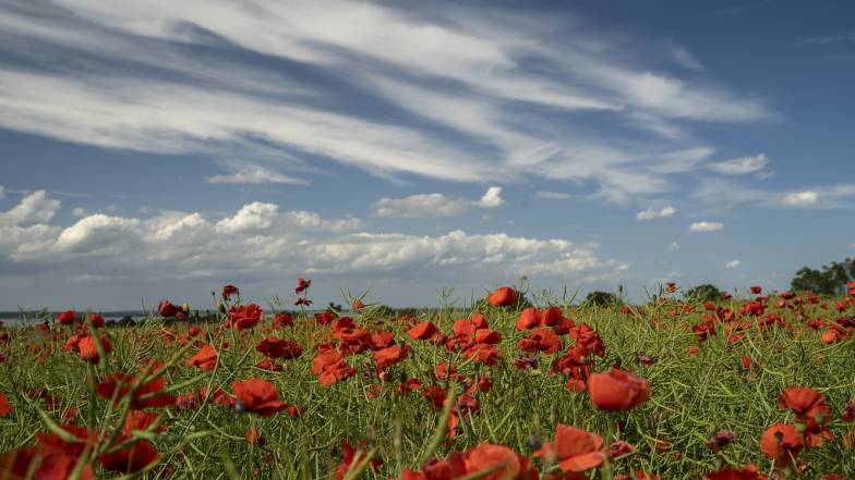 Погода в Харкові на понеділок, 1 серпня Погода в Харкові на понеділок, 1 серпня