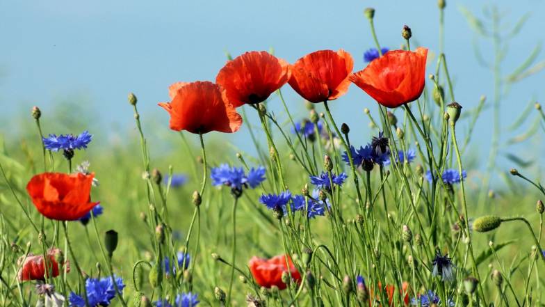 Погода у Львові на понеділок, 15 серпня Погода у Львові на понеділок, 15 серпня