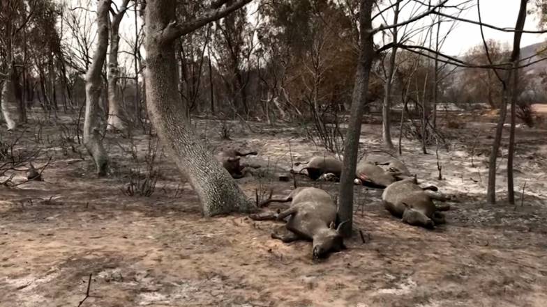 ВІДЕО. Алжир у вогні! У країні вирують лісові пожежі ВІДЕО. Алжир у вогні! У країні вирують лісові пожежі