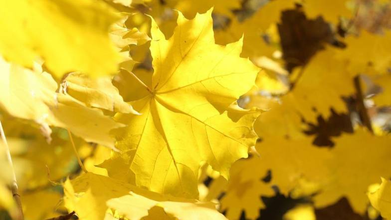 Погода у Києві на понеділок, 3 вересня Погода у Києві на понеділок, 3 вересня