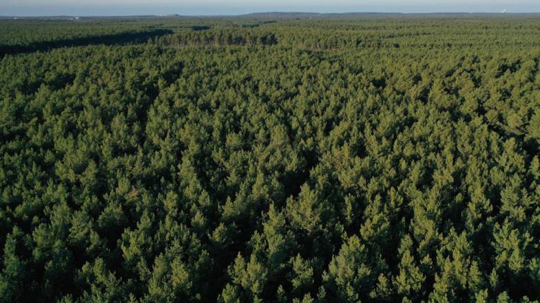 Як захист старих дерев допоможе пом'якшити наслідки зміни клімату? Як захист старих дерев допоможе пом'якшити наслідки зміни клімату?