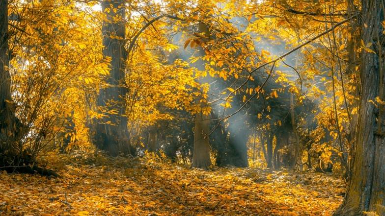 Погода у Києві на неділю, 13 листопада Погода у Києві на неділю, 13 листопада