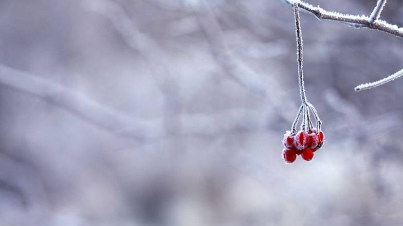 Погода у Львові на неділю, 15 січня Погода у Львові на неділю, 15 січня