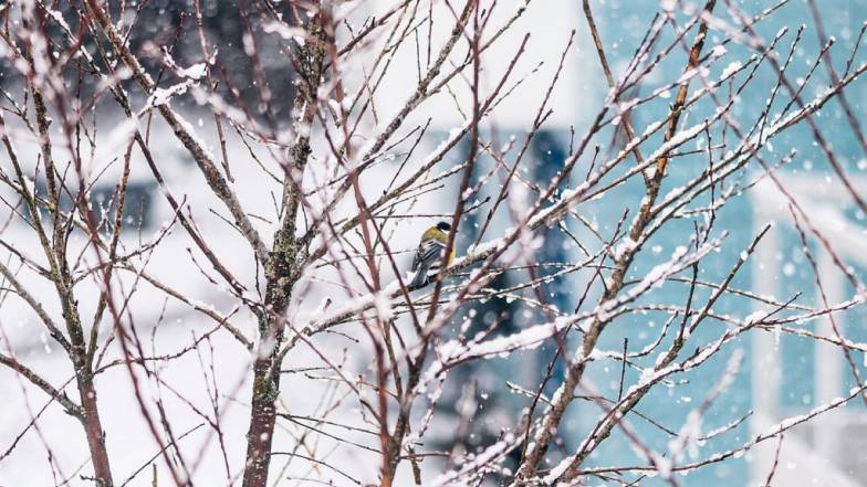 Погода у Львові на неділю, 26 лютого Погода у Львові на неділю, 26 лютого