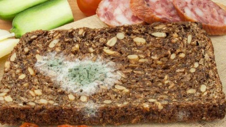 Цвіль на продуктах: викинути чи все ж таки з'їсти можна? Цвіль на продуктах: викинути чи все ж таки з'їсти можна?