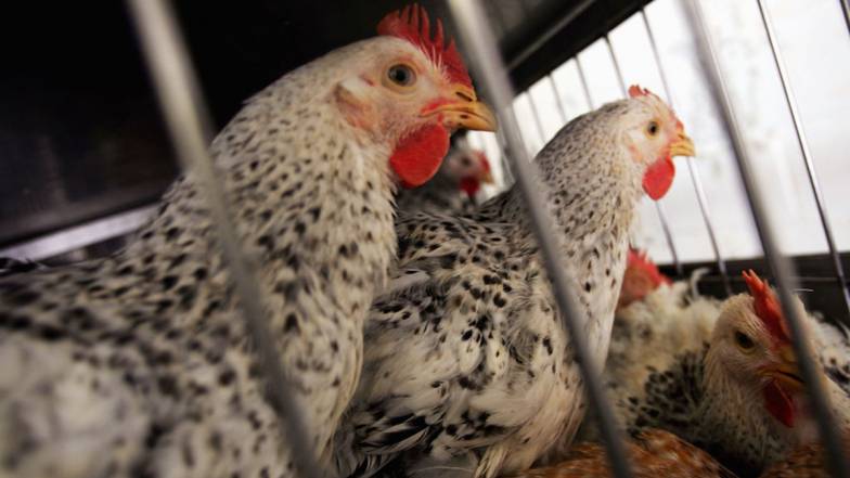 Вірус H5N1: 11-річна дівчинка померла у Камбоджі Вірус H5N1: 11-річна дівчинка померла у Камбоджі