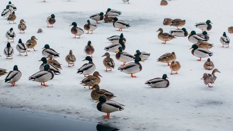 Погода в Києві на суботу, 4 березня Погода в Києві на суботу, 4 березня