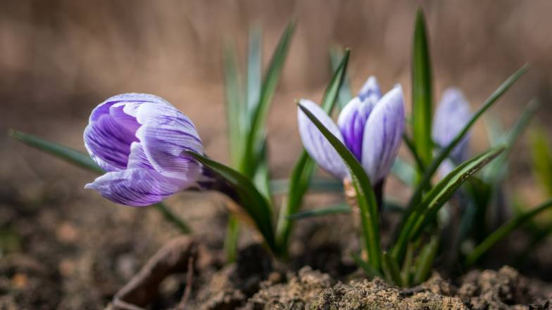 Погода в Києві на неділю, 5 березня Погода в Києві на неділю, 5 березня