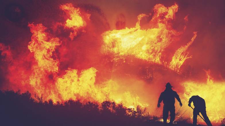 Лісова пожежа в Франції знищила 900 гектарів рослинності Лісова пожежа в Франції знищила 900 гектарів рослинності