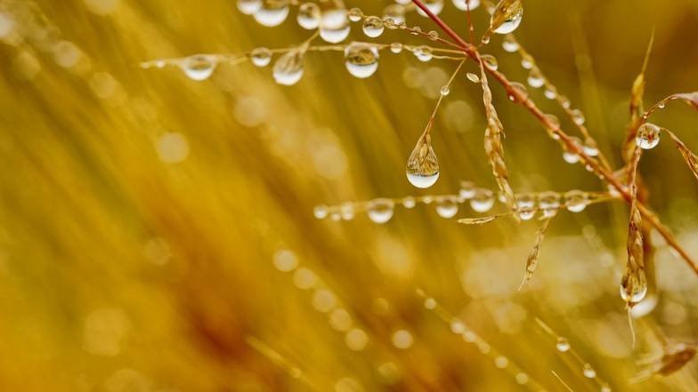 Во второй декаде июня в Украине будет прохладно и дождливо