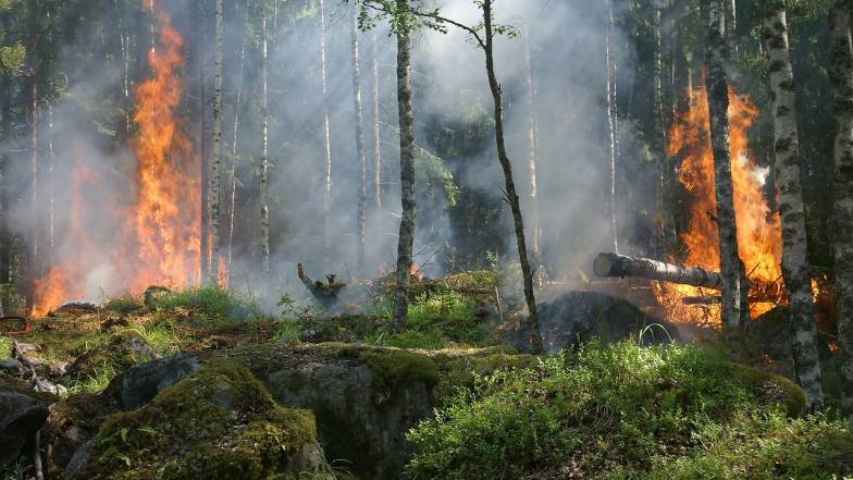 Загроза лісових пожеж у Швеції та інших країнах Північної Європи збільшується на тлі посухи Загроза лісових пожеж у Швеції та інших країнах Північної Європи збільшується на тлі посухи