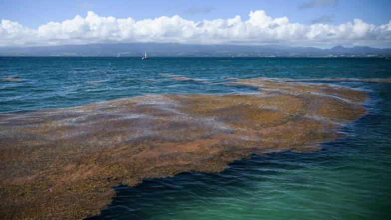 Вирощування морських водоростей може стати вирішенням проблеми продовольчої безпеки Вирощування морських водоростей може стати вирішенням проблеми продовольчої безпеки