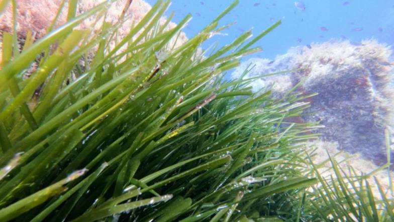 Морські водорості у Карибському морі: скарб, якому загрожує небезпека Морські водорості у Карибському морі: скарб, якому загрожує небезпека