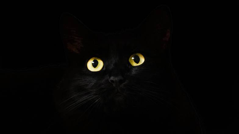 Чому чорних котів так не люблять? Чому чорних котів так не люблять?