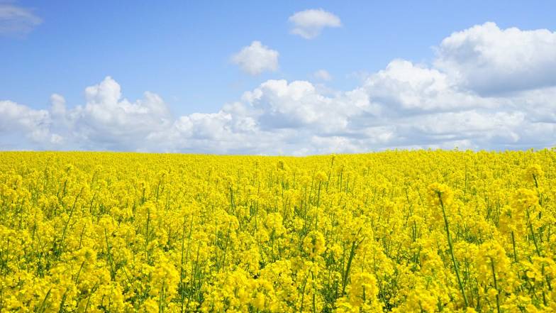 Прогноз погоды в Украине на выходные: 29 - 30 июля 2023 Прогноз погоды в Украине на выходные: 29 - 30 июля 2023