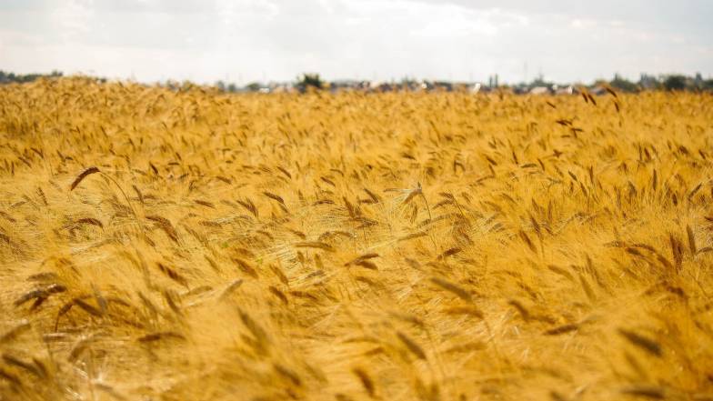 Огляд погодних умов в Україні на тиждень: 31 липня – 6 серпня 2023 Огляд погодних умов в Україні на тиждень: 31 липня – 6 серпня 2023
