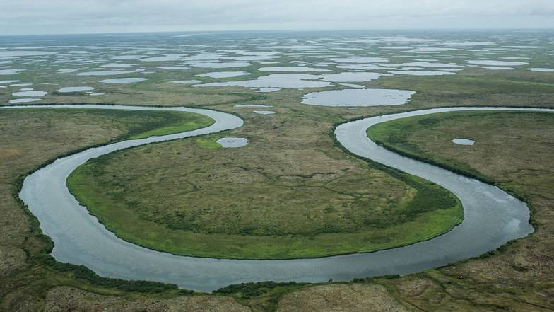 Стародавні патогени «Чорний лебідь» можуть почати прокидатися, і не завдяки зміні клімату Стародавні патогени «Чорний лебідь» можуть почати прокидатися, і не завдяки зміні клімату