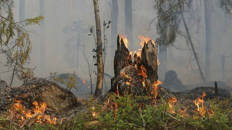 Більше 600 пожежників задіяно для ліквідації лісових пожеж у Греції Більше 600 пожежників задіяно для ліквідації лісових пожеж у Греції