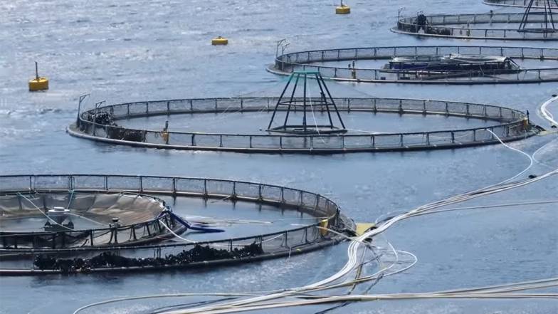 Плавучие морские фермы могут использовать солнечную энергию, чтобы накормить мир и сэкономить воду Плавучие морские фермы могут использовать солнечную энергию, чтобы накормить мир и сэкономить воду