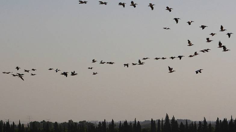 Явища космічної погоди призводять до скорочення міграції птахів на 9-17% Явища космічної погоди призводять до скорочення міграції птахів на 9-17%