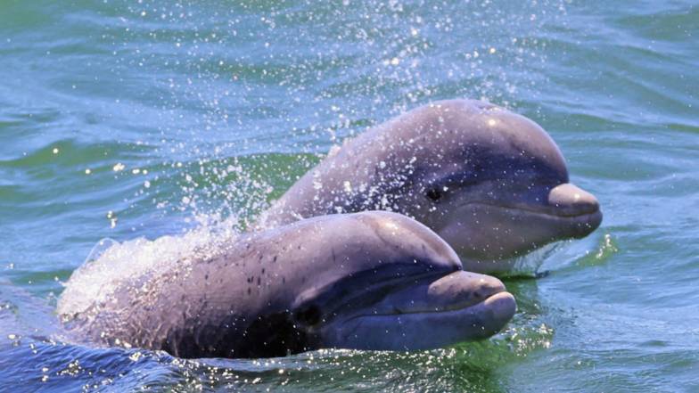 Потепление океана угрожает 70% морских млекопитающих в водах США Потепление океана угрожает 70% морских млекопитающих в водах США