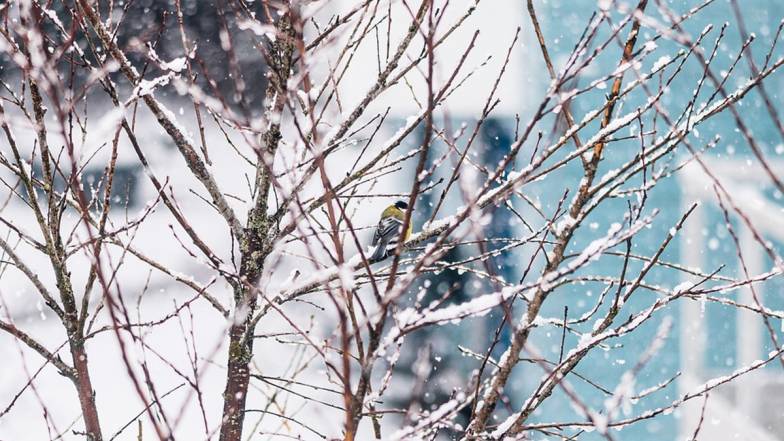 В Украине 8 февраля станет холоднее, будут осадки В Украине 8 февраля станет холоднее, будут осадки