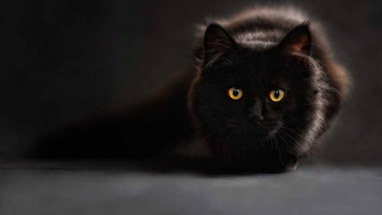 Ei urăsc pisicile negre: cele mai superstițioase semne Zodiacale Ei urăsc pisicile negre: cele mai superstițioase semne Zodiacale