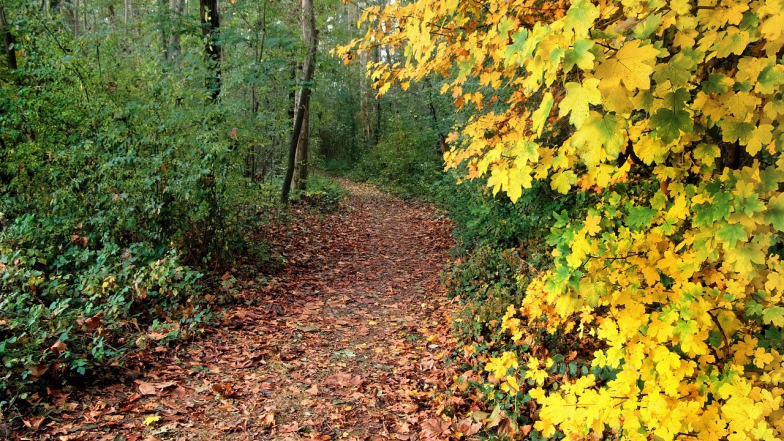 Погода в Україні на понеділок, 6 жовтня