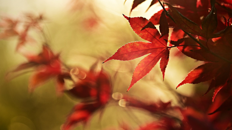 Погода в Києві на середу, 8 жовтня