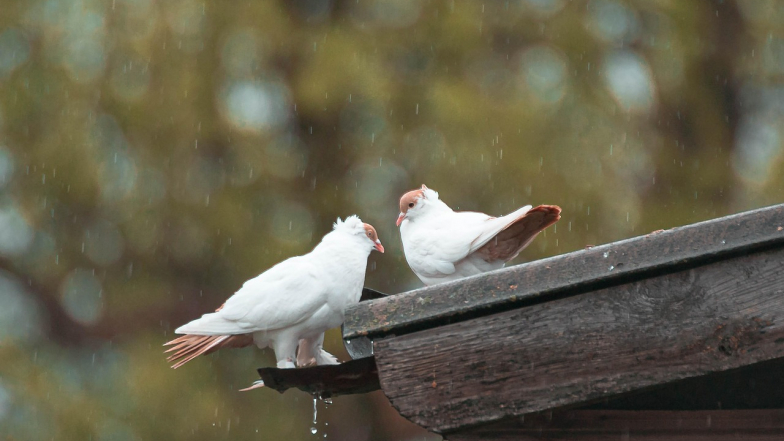 Погода в Киеве на понедельник, 13 октября