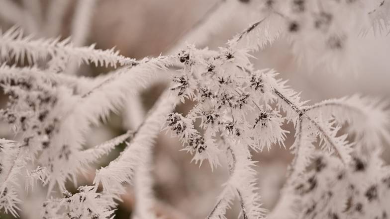 Заморозки: где в пятницу?