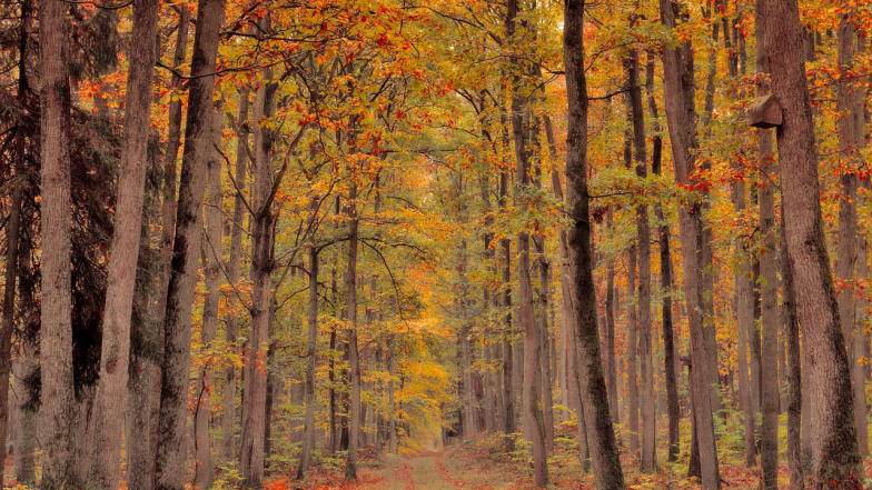 Pogoda w Polsce na piątek, 17 października. 