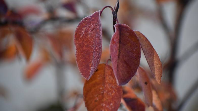 Заморозки в восточных областях: будьте осторожны