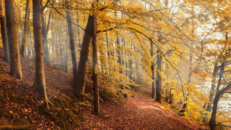 Прогноз погоди в Україні на тиждень: 27 жовтня – 2 листопада 2025