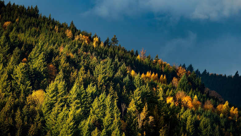 Погода в Украине на пятницу, 5 ноября