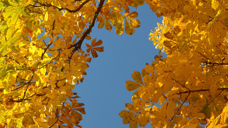 Погода в Киеве на четверг, 6 ноября