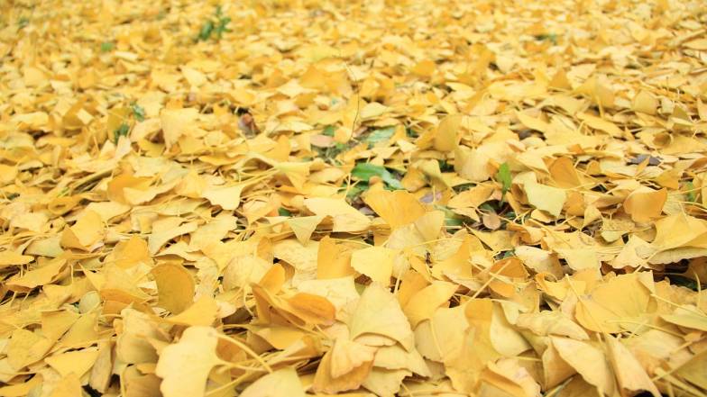 Погода в Украине на воскресенье, 9 ноября