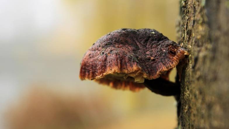 Погода в Києві на вівторок, 12 листопада