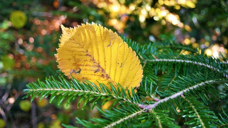 Погода на 13 ноября: облачно с прояснениями, местами небольшие дожди.