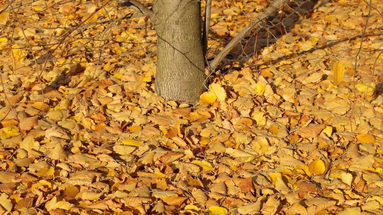 Pogoda w Polsce na poniedziałek, 11 listopada