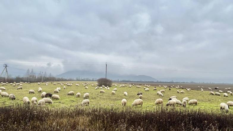 Погода 2 декабря: облачно, сыро, туманы